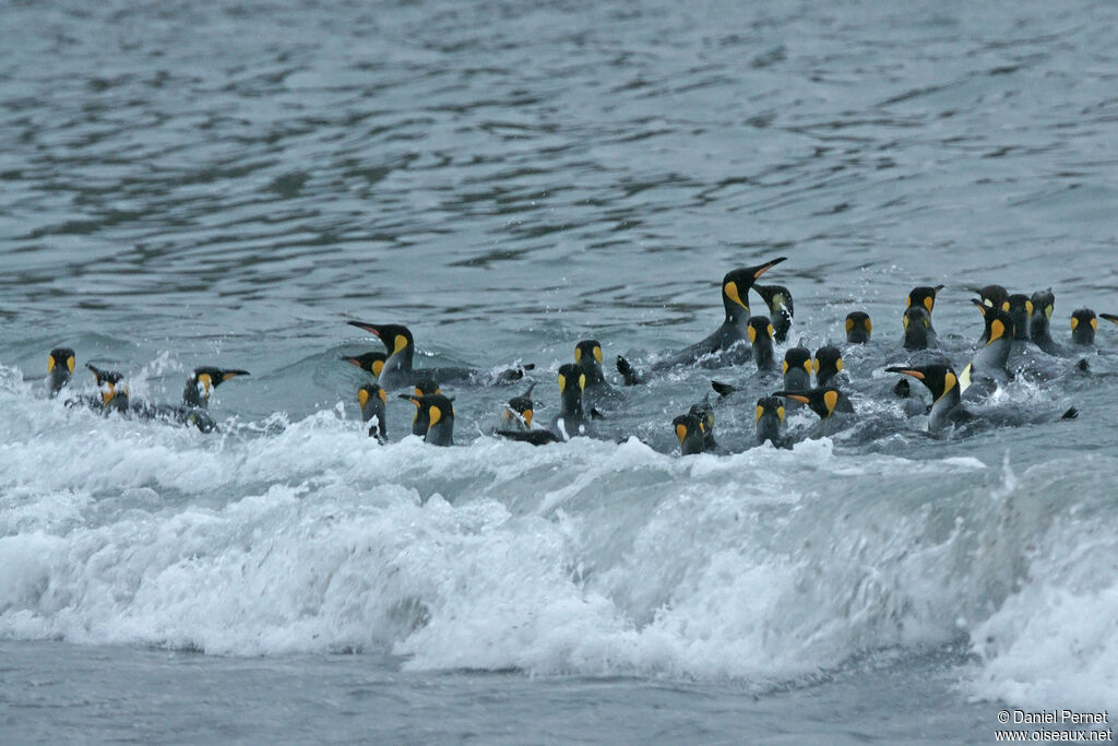 King Penguin, habitat, swimming