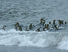 King Penguin