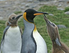 King Penguin