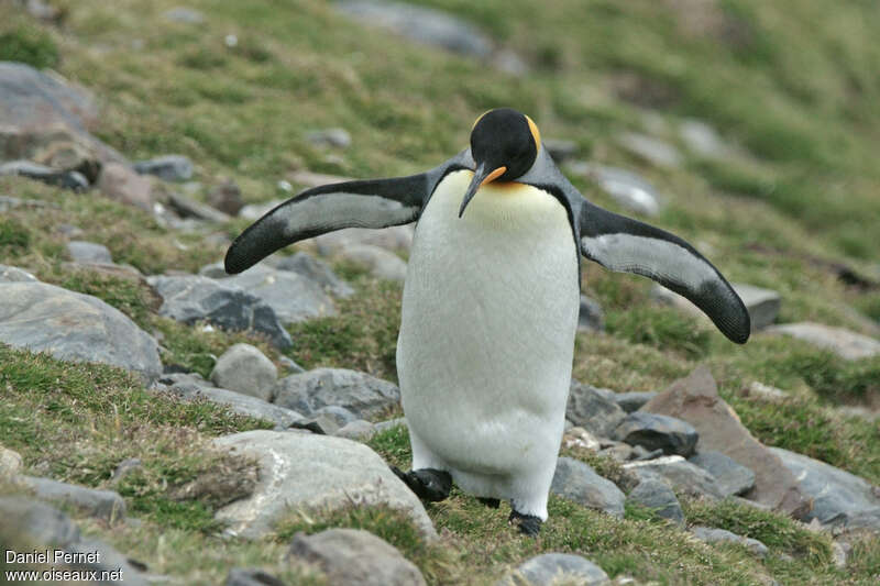 King Penguinadult, habitat, pigmentation, walking