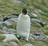 King Penguin