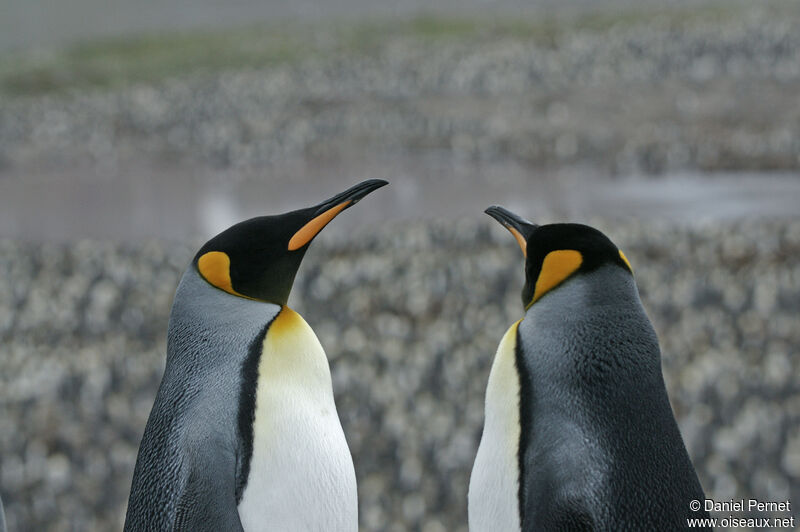 King Penguinadult, habitat, courting display