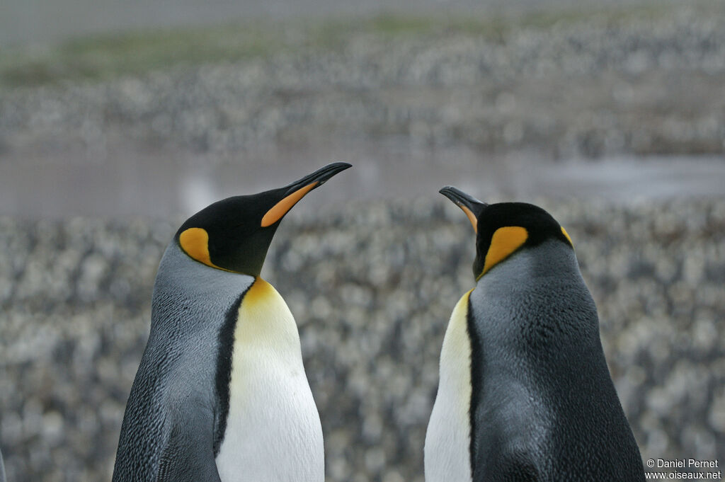 Manchot royaladulte, habitat, parade