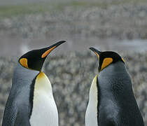 King Penguin