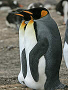 King Penguin