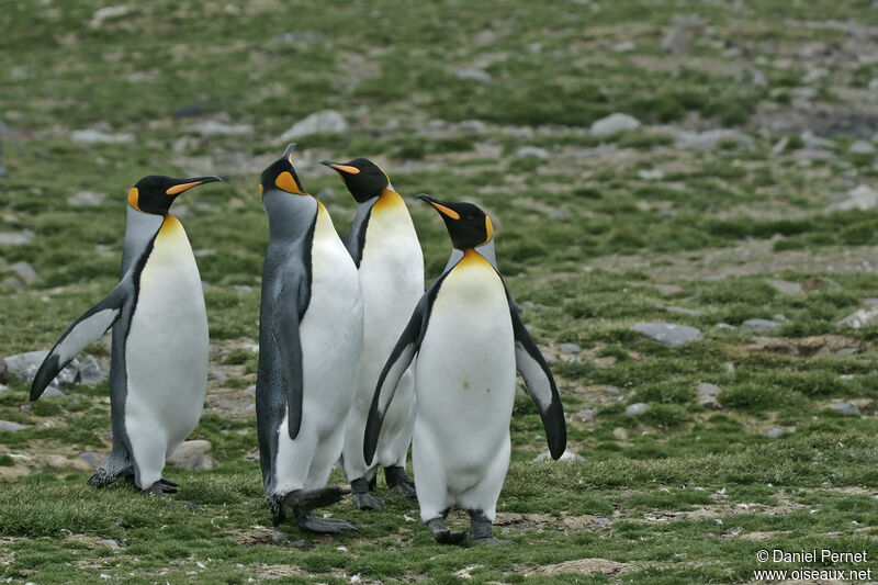 King Penguin, habitat, courting display