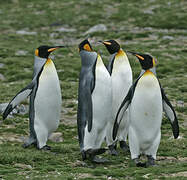 King Penguin