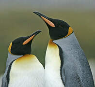 King Penguin