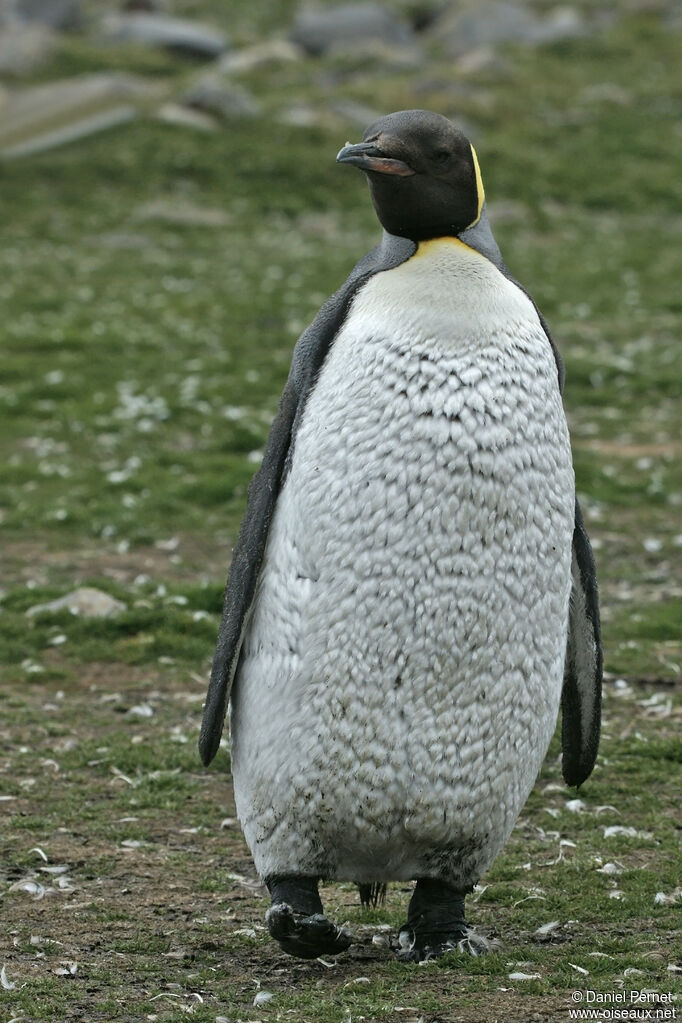 King Penguinsubadult, moulting