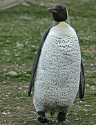 King Penguin