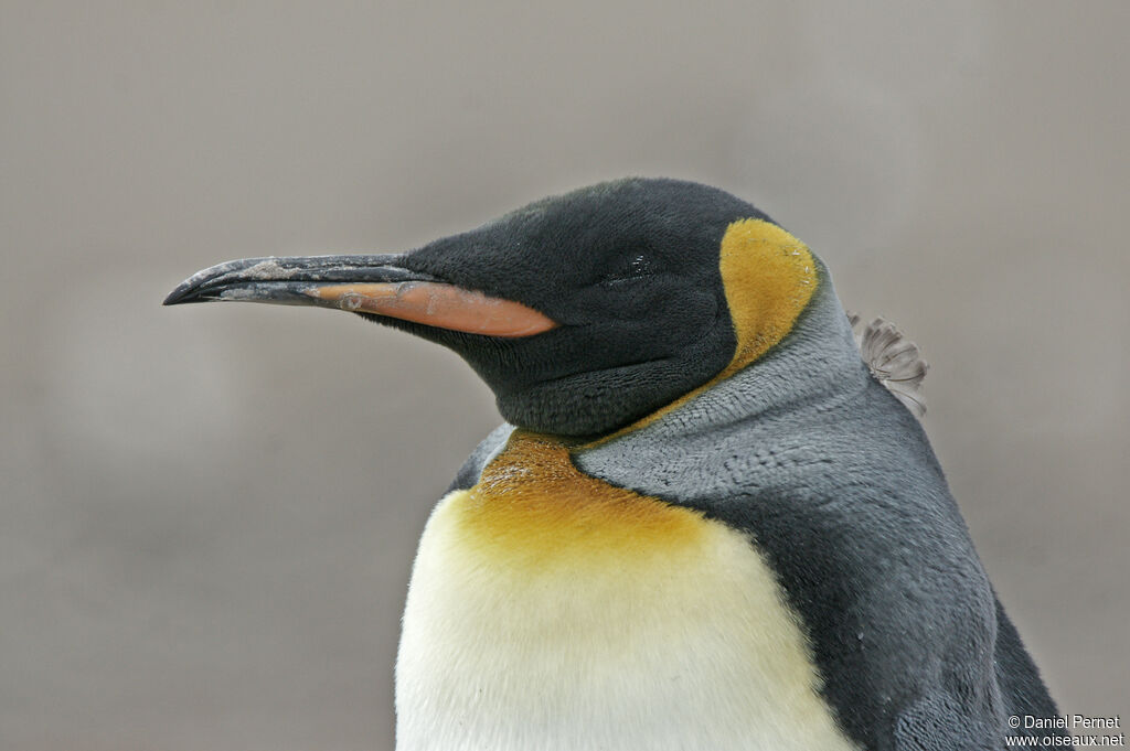 Manchot royaladulte, portrait