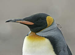 King Penguin