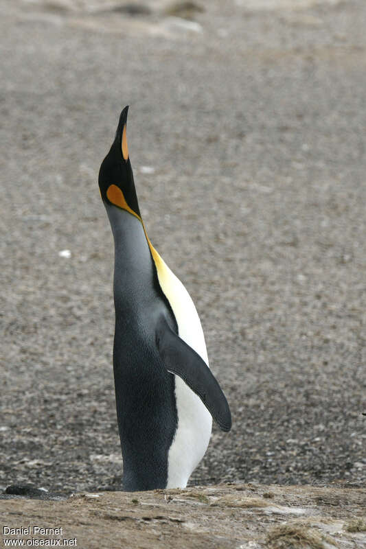 King Penguinadult breeding, courting display