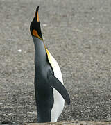 King Penguin