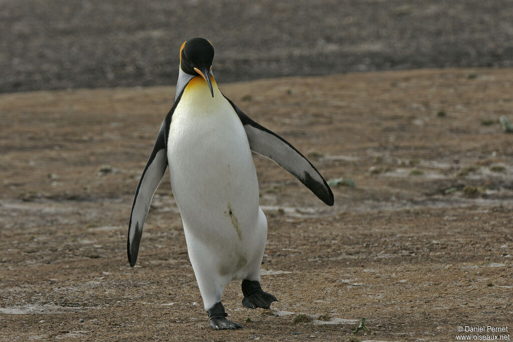 King Penguinadult, walking