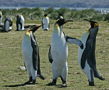 King Penguin