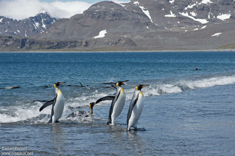 King Penguinadult, swimming