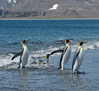 King Penguin