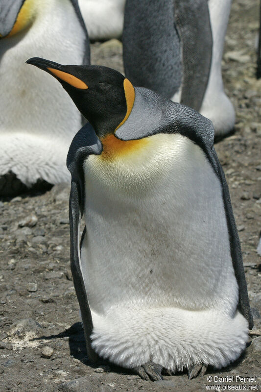 King Penguin, Reproduction-nesting