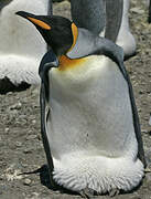 King Penguin