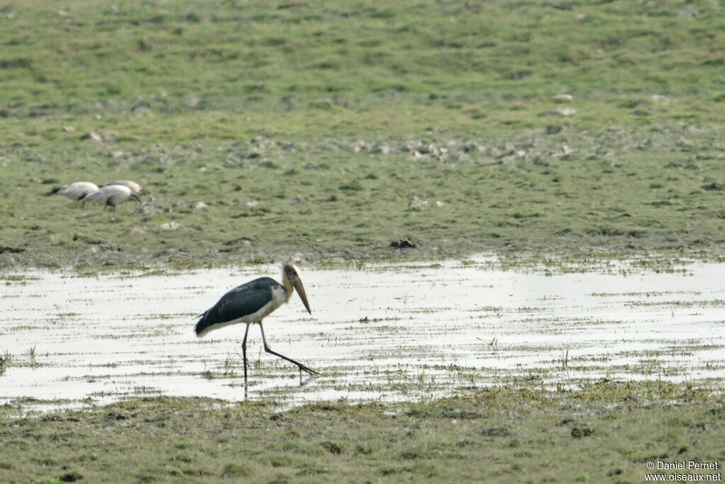 Marabout cheveluadulte, habitat, marche