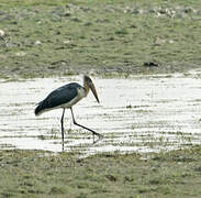 Lesser Adjutant