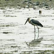 Lesser Adjutant