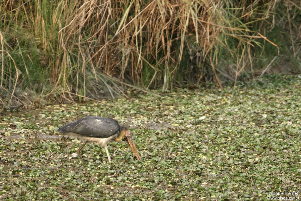 Marabout cheveluadulte, habitat, marche, mange