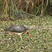 Lesser Adjutant