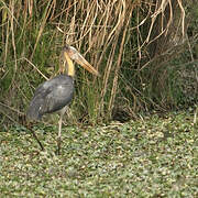 Lesser Adjutant