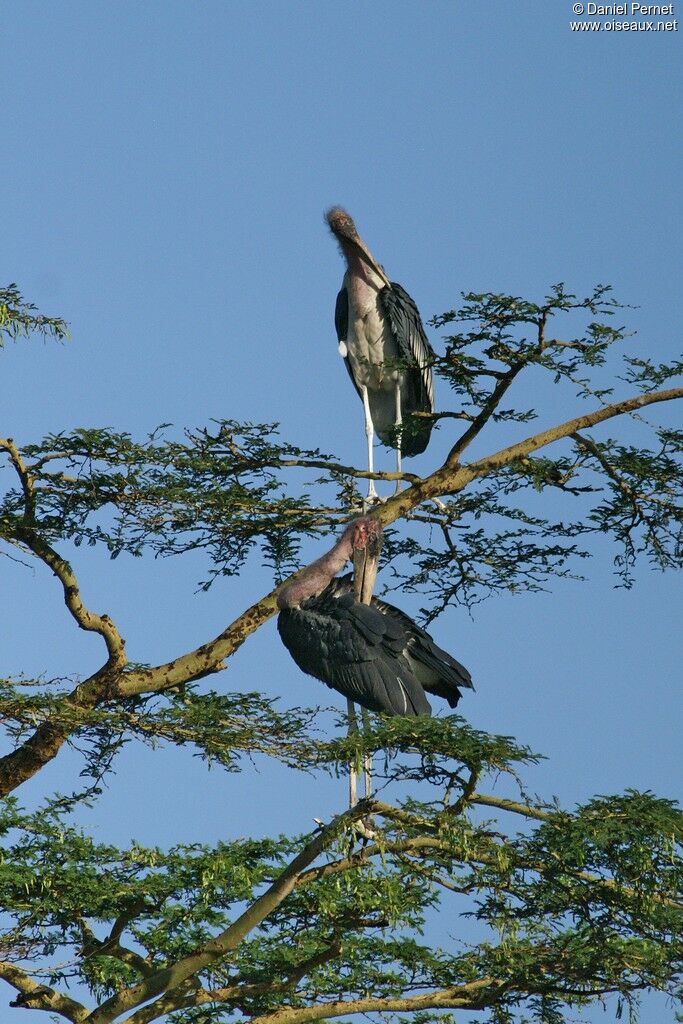 Marabout d'Afriqueadulte, identification