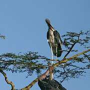 Marabou Stork