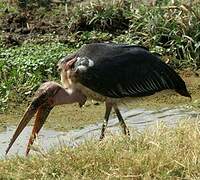 Marabou Stork