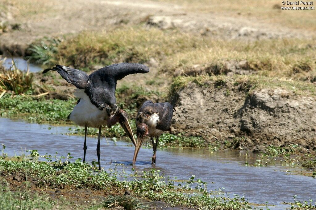 Marabou Storkadult, Behaviour