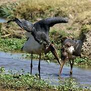 Marabou Stork