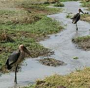 Marabou Stork