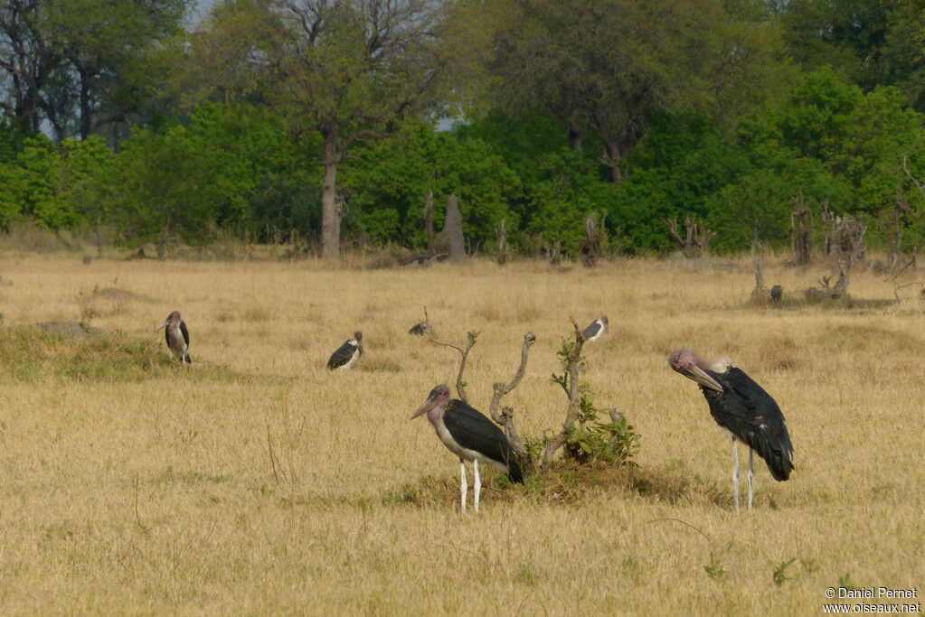 Marabou Storkadult, identification