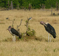 Marabou Stork