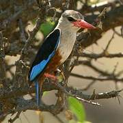 Grey-headed Kingfisher