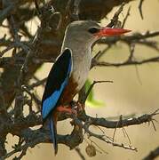 Grey-headed Kingfisher