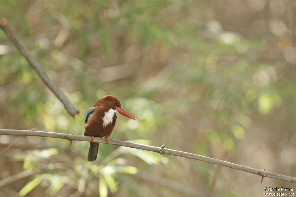 White-throated Kingfisheradult, identification