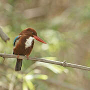 White-throated Kingfisher