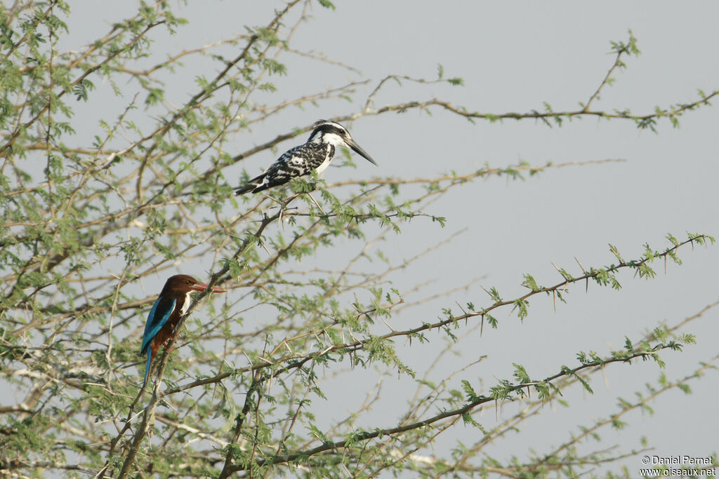 White-throated Kingfisheradult, identification