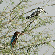 White-throated Kingfisher