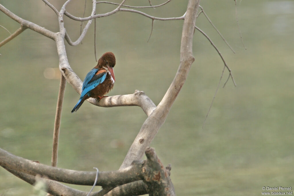 White-throated Kingfisheradult