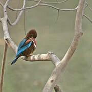 White-throated Kingfisher