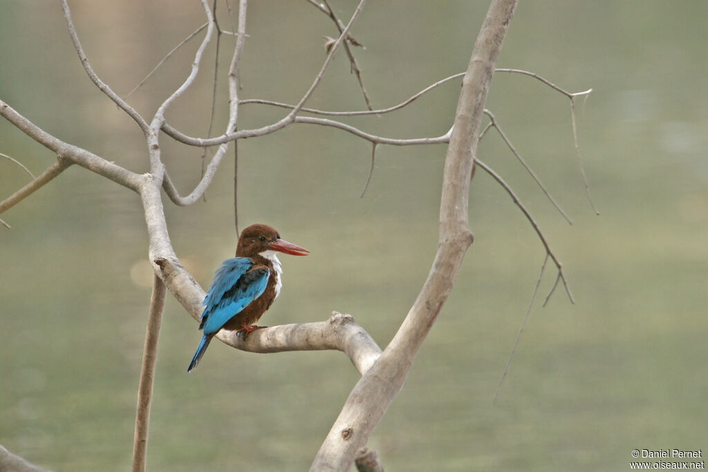 White-throated Kingfisheradult