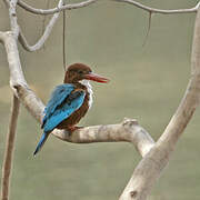 White-throated Kingfisher