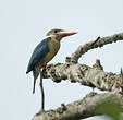 Martin-chasseur gurial