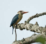 Stork-billed Kingfisher